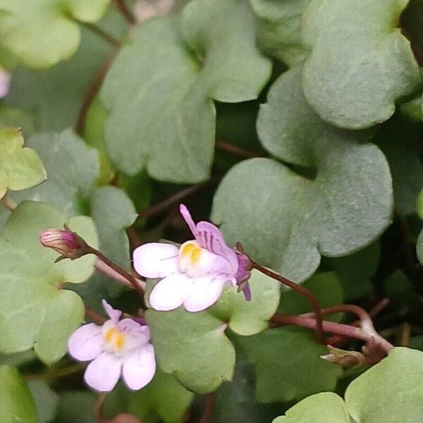 Cymbalaria muralis Flower