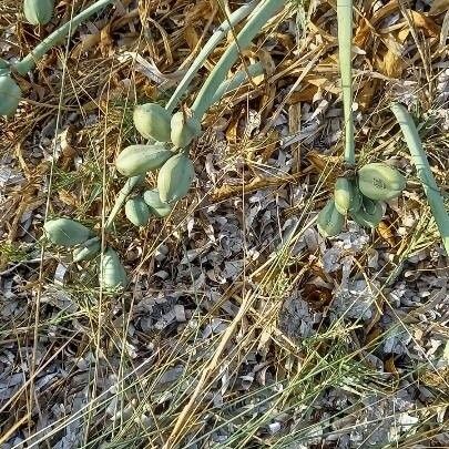 Pancratium maritimum Frukto