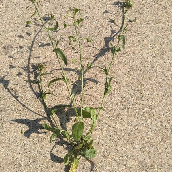 Capsella bursa-pastoris その他の提案