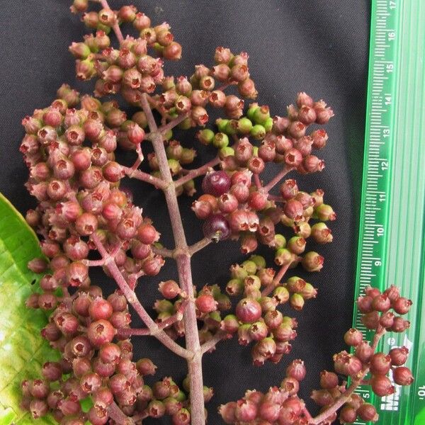 Miconia lonchophylla