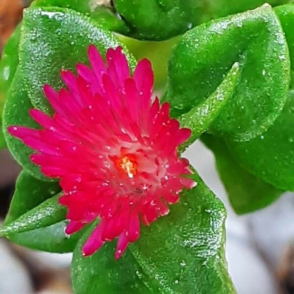 Mesembryanthemum cordifolium Flower