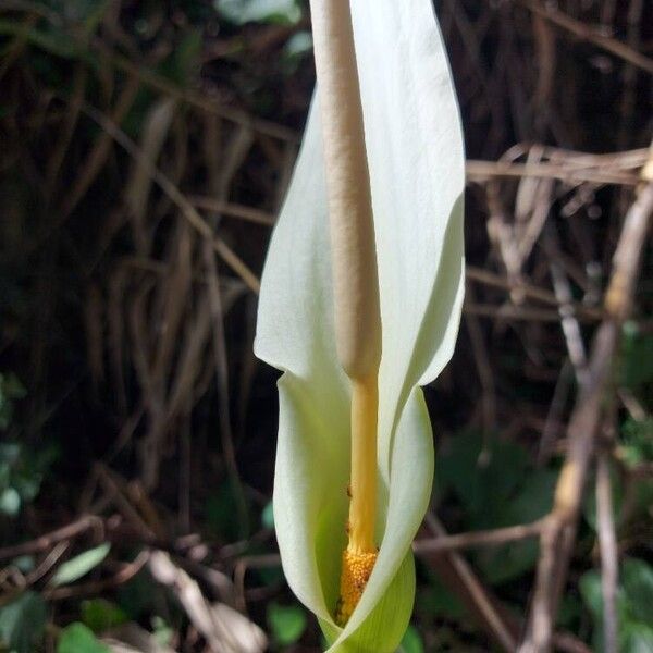 Dracunculus canariensis Flor