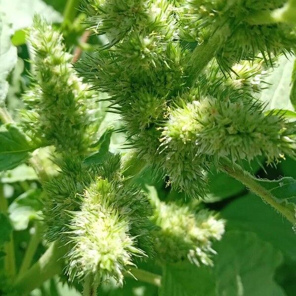 Amaranthus retroflexus Fiore