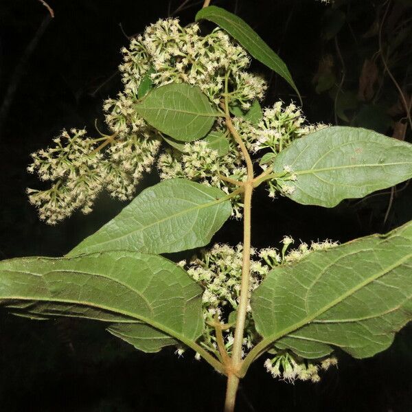 Mikania banisteriae 葉