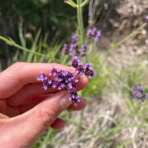 Verbena incompta Flors