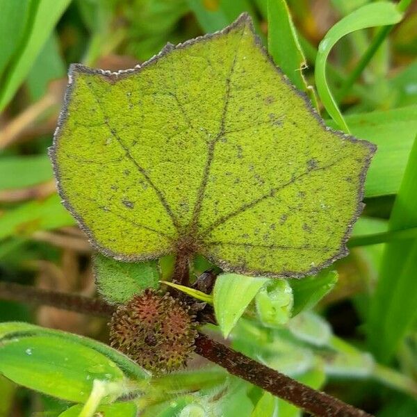 Urena lobata Leaf