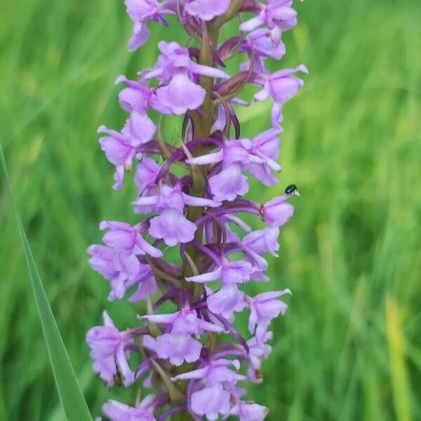 Gymnadenia conopsea Blomst