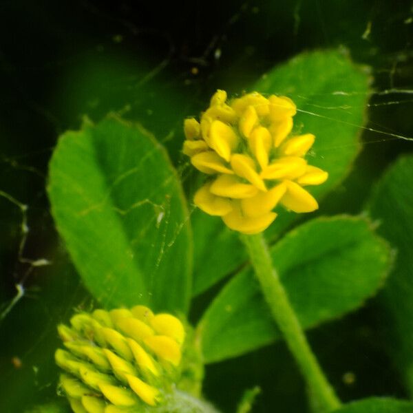 Medicago lupulina Flower