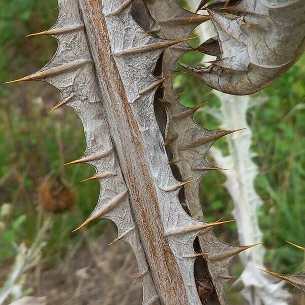 Onopordum acanthium Rusca