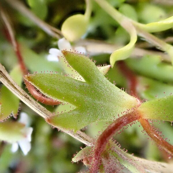 Saxifraga tridactylites Fuelha