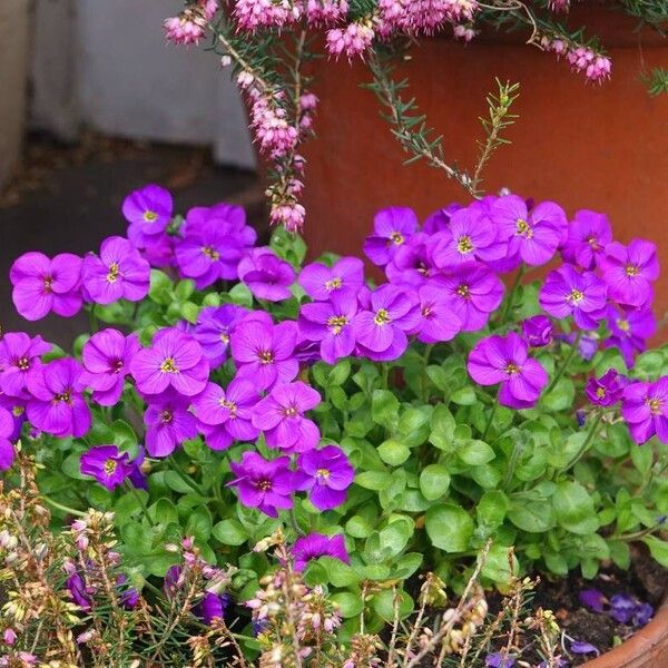 Aubrieta deltoidea Hábito