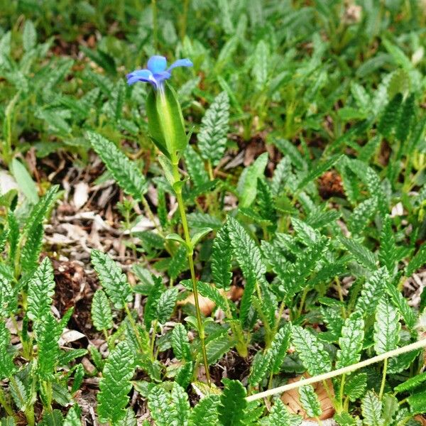 Gentiana utriculosa Bloem