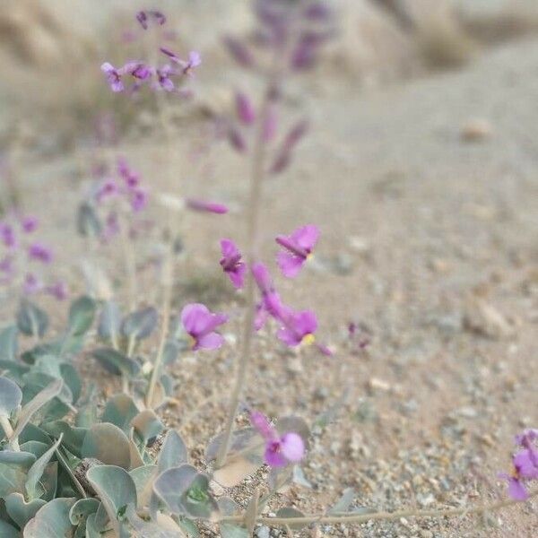 Moricandia moricandioides Flower