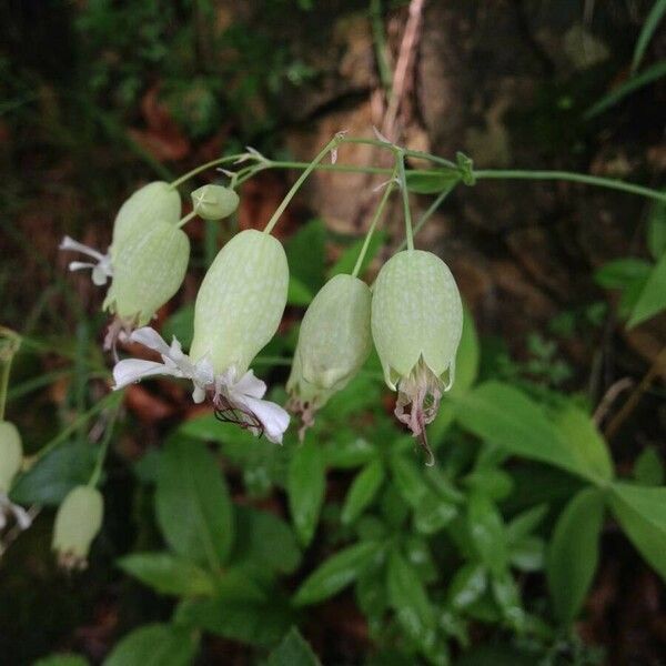 Silene vulgaris Flower