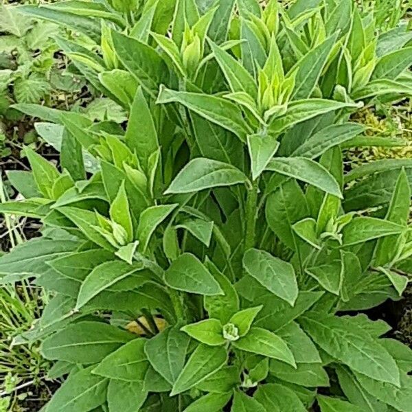 Lysimachia clethroides पत्ता