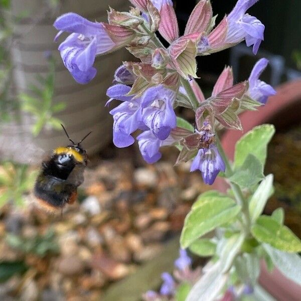 Salvia × sylvestris Fiore