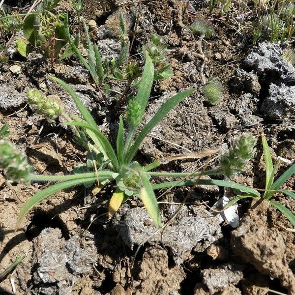 Plantago bellardii Habitatea