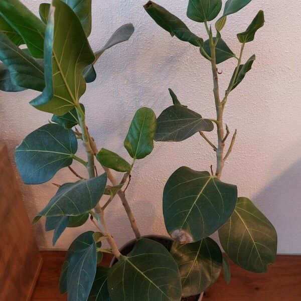 Ficus benghalensis 葉