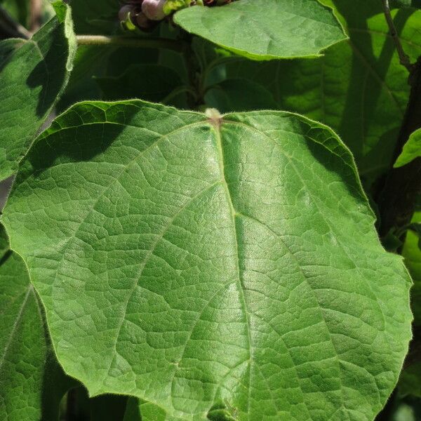 Clerodendrum chinense Ліст