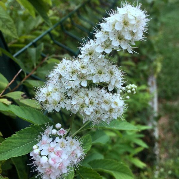 Spiraea alba Fiore