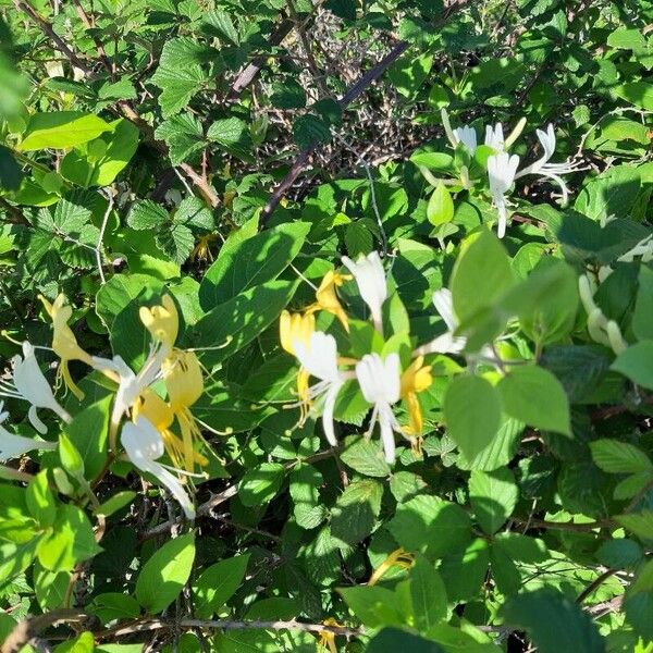 Lonicera japonica ᱵᱟᱦᱟ