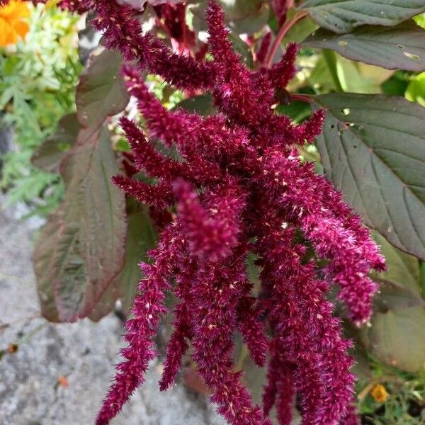 Amaranthus hypochondriacus 花