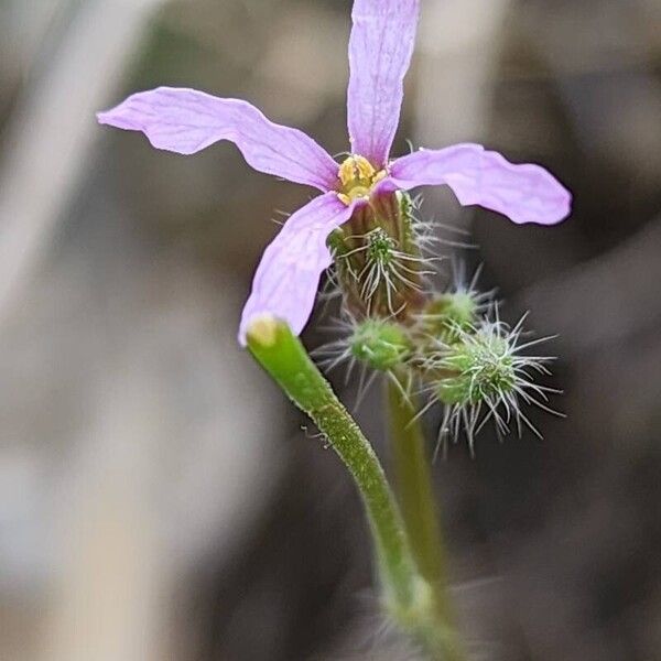 Chorispora tenella Cvet