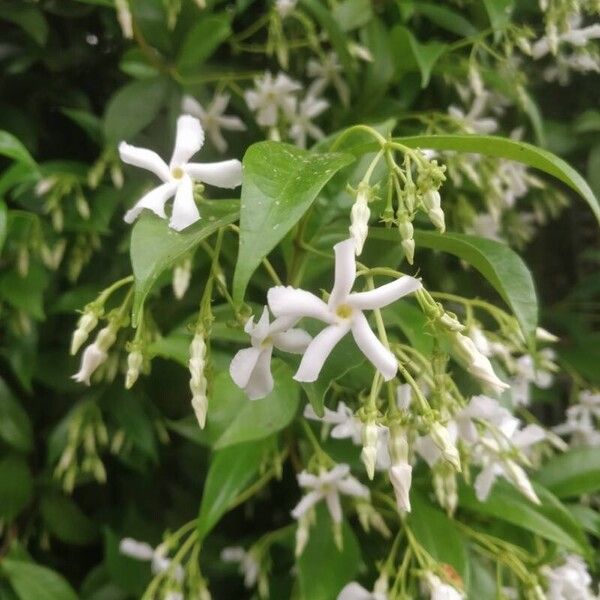 Trachelospermum jasminoides Flor