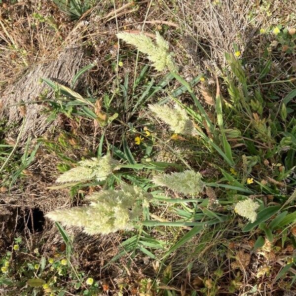 Trisetaria panicea Leaf