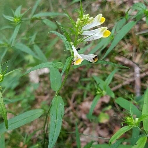 Melampyrum lineare ᱵᱟᱦᱟ