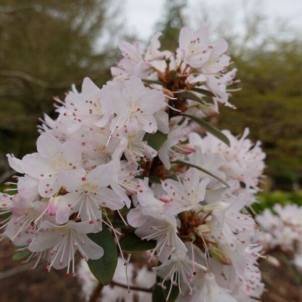 Rhododendron racemosum Flower