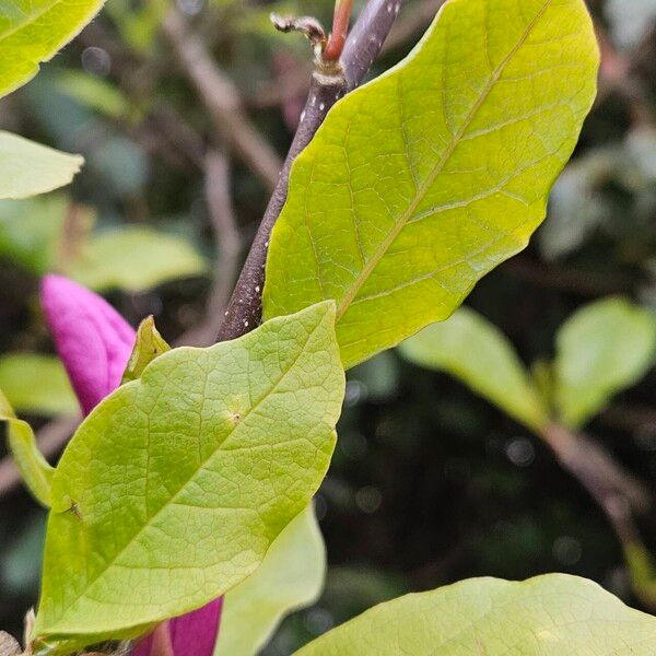 Magnolia liliiflora Folla