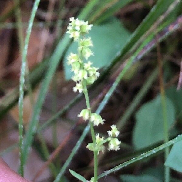 Rumex acetosella Flor