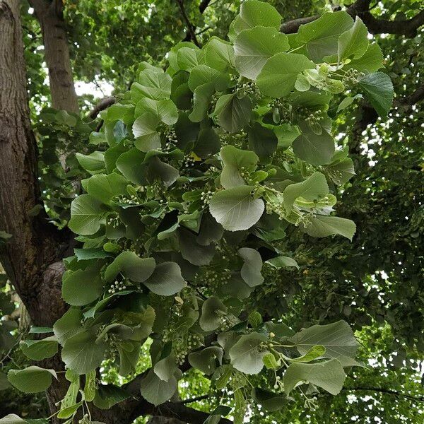 Tilia tomentosa Levél