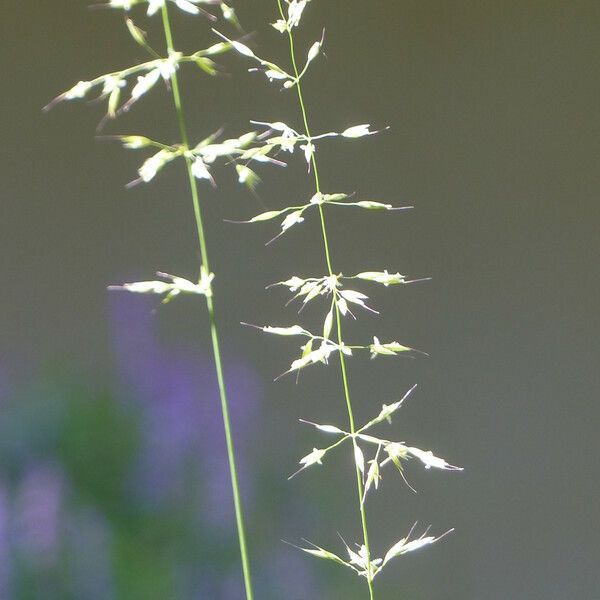 Brachypodium pinnatum موطن