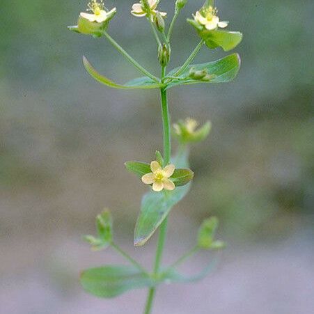 Hypericum mutilum പുഷ്പം