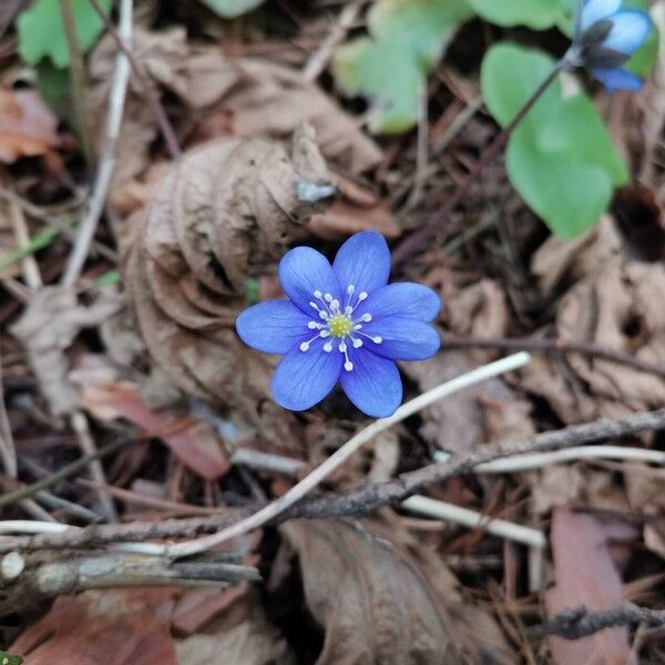 Hepatica nobilis ফুল