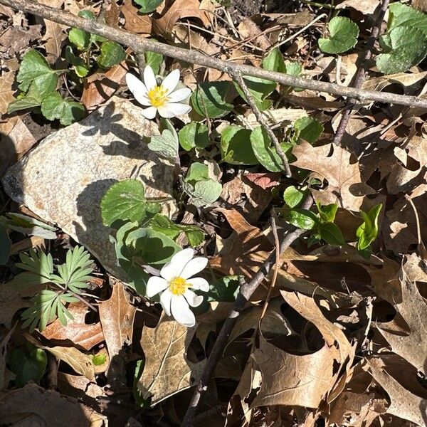 Sanguinaria canadensis Flor