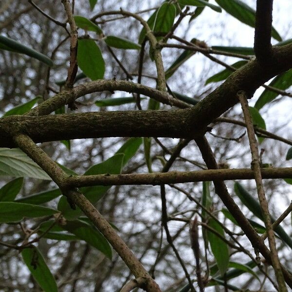 Viburnum buddleifolium Lubje