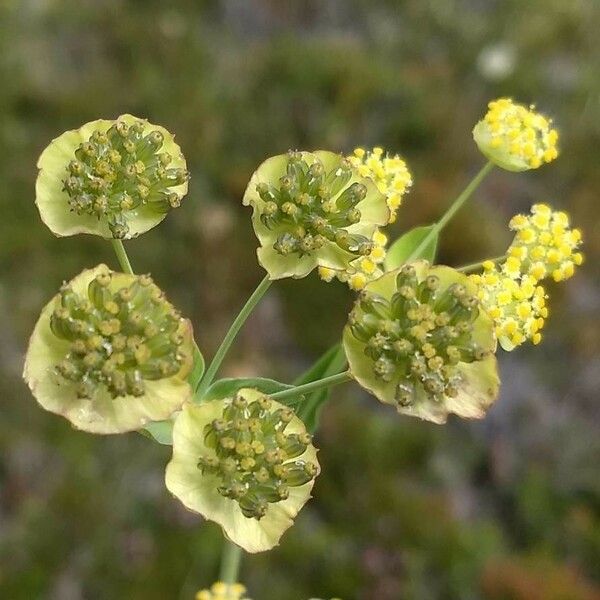 Bupleurum stellatum Цвят