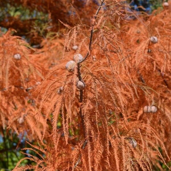 Taxodium distichum Ovoce