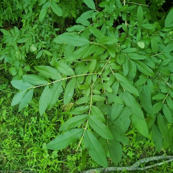 Ligustrum sinense Листок