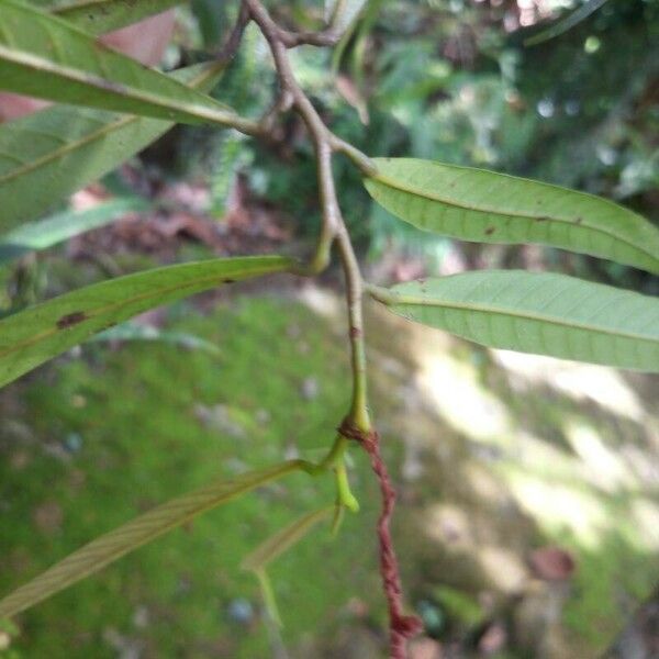 Dipterocarpus oblongifolius List