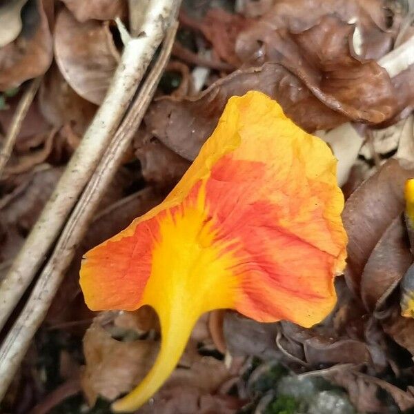 Delonix regia Virág