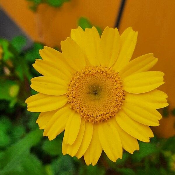 Coleostephus myconis Flower