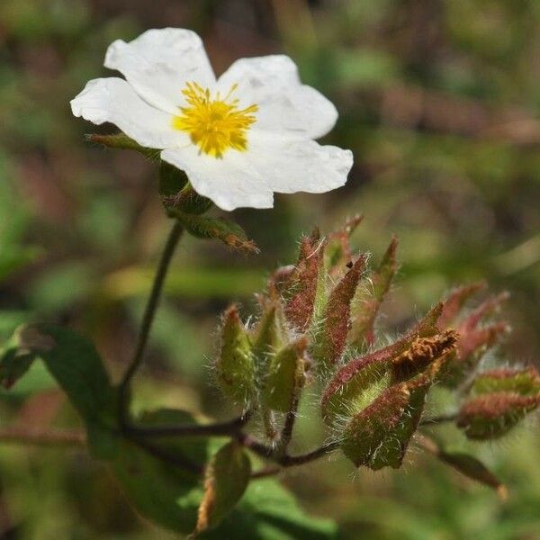 Cistus monspeliensis Flower