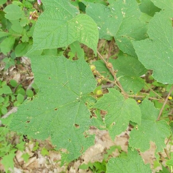 Rubus odoratus Levél