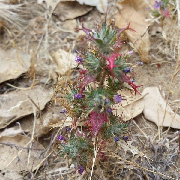 Navarretia hamata (Hooked navarretia)