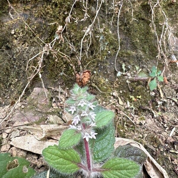 Ajuga pyramidalis Fleur