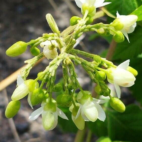 Cardiospermum grandiflorum Çiçek